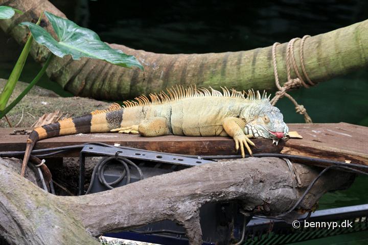 Gron Leguan1.jpg - Grøn Leguan (Iguana iguana)